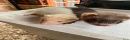 Ferret rodents for sale: Baby Male ferrets  - Advert 1