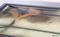 Axolotl reptiles for sale: 1 female 1 male axolotl for sale.  - Image 5