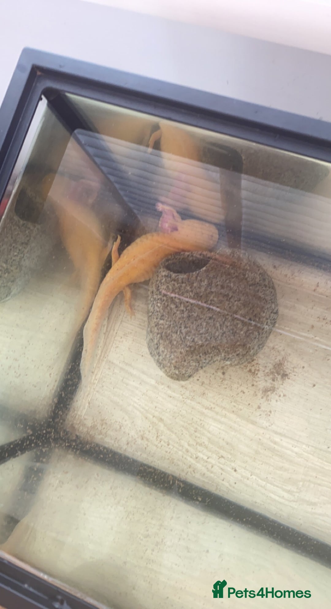 Axolotl reptiles for sale: 1 female 1 male axolotl for sale.  - Image 5