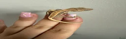 Gecko reptiles for sale: Baby crested gecko’s  - Advert 15