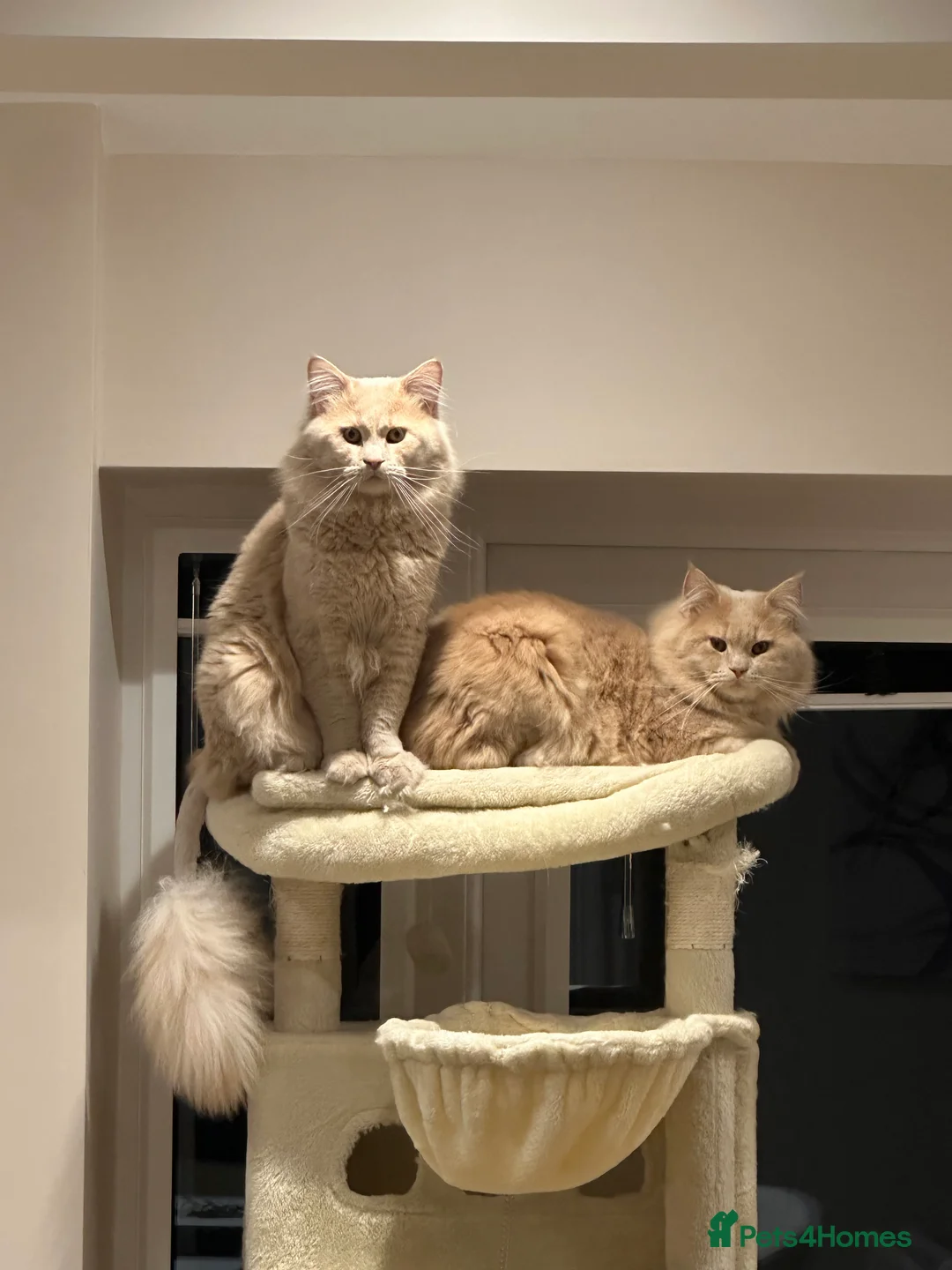 Mixed Breed cats for sale: British Short Hair x Maine Coone in Stoke-on-Trent - Advert 11