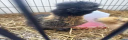 Chickens poultry for sale: Lovely silkie roosters in Harlow - Advert 2