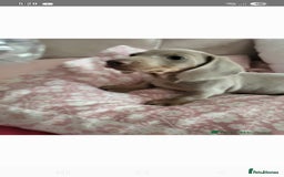 Dachshund dogs for sale: Minuture Dachsund  - Image 1