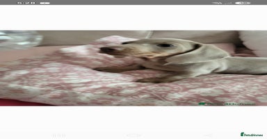 Dachshund dogs - Advert 16
