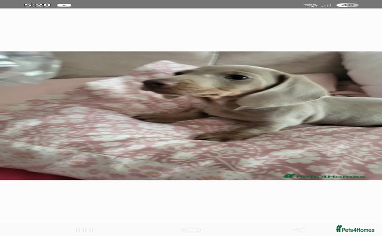 Dachshund dogs - Advert 4