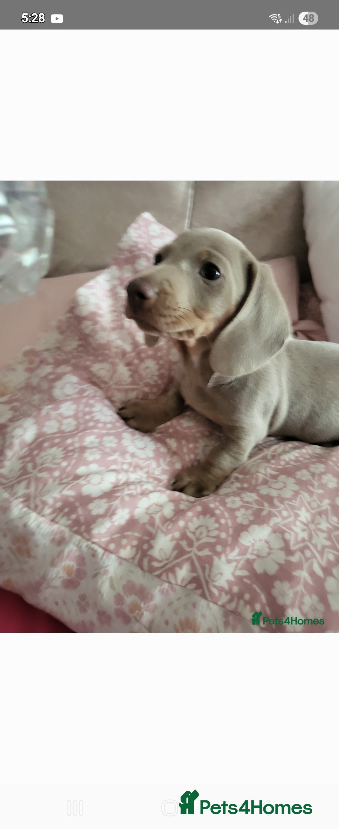 Dachshund dogs for sale: Minuture Dachsund  - Image 1