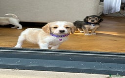 Mixed Breed dogs for sale: Beautiful Beagle X Cavapoo Puppies 🐾  - Image 14