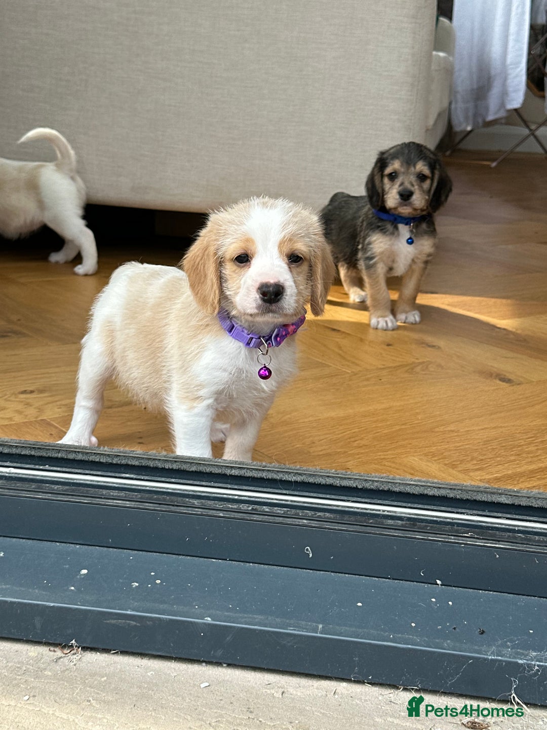 Mixed Breed dogs for sale: Beautiful Beagle X Cavapoo Puppies 🐾  - Image 14