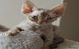Devon Rex cats for sale: Beautiful Devon Rex Kittens - GCCF registered - Image 14