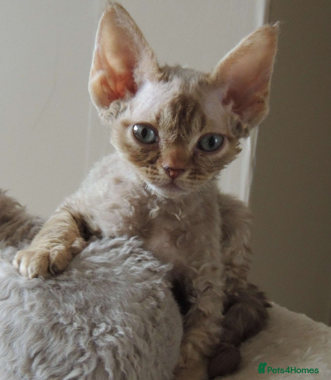 Devon Rex cats for sale: Beautiful Devon Rex Kittens - GCCF registered - Image 14