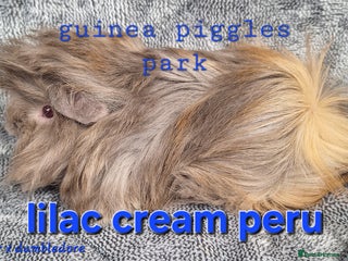 Guinea Pig rodents - Advert 32