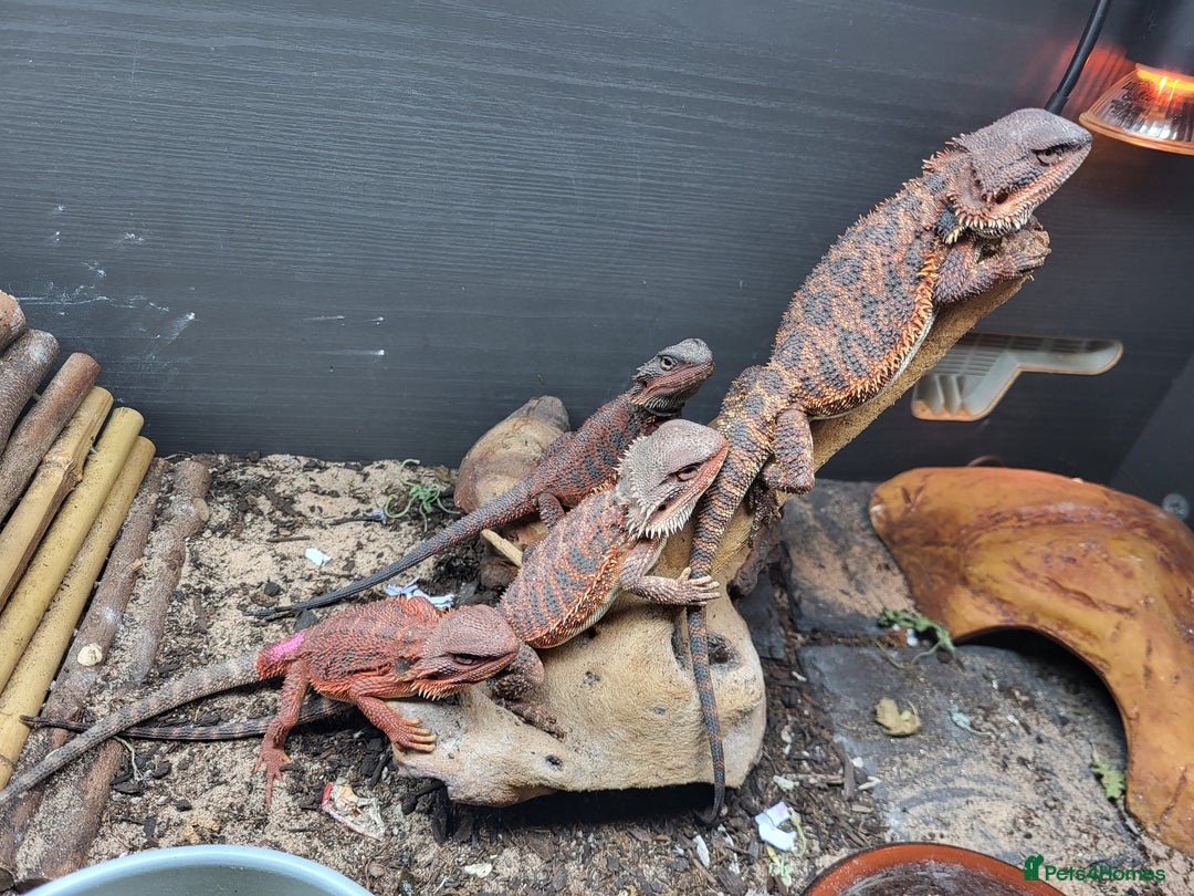 Bearded Dragon reptiles for sale: Red Monster Bearded Dragon babies - Advert 4