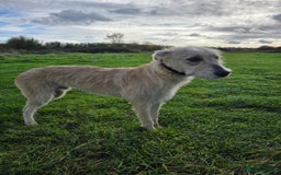 Lurcher dogs for sale: Lurcher boy for sale  - Image 2