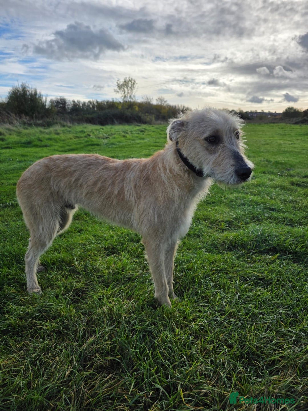 Lurcher dogs for sale: Lurcher boy for sale  - Image 2