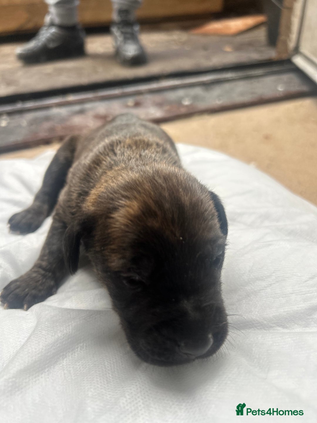 Mixed Breed dogs for sale: Doberman x cane corso  - Image 8
