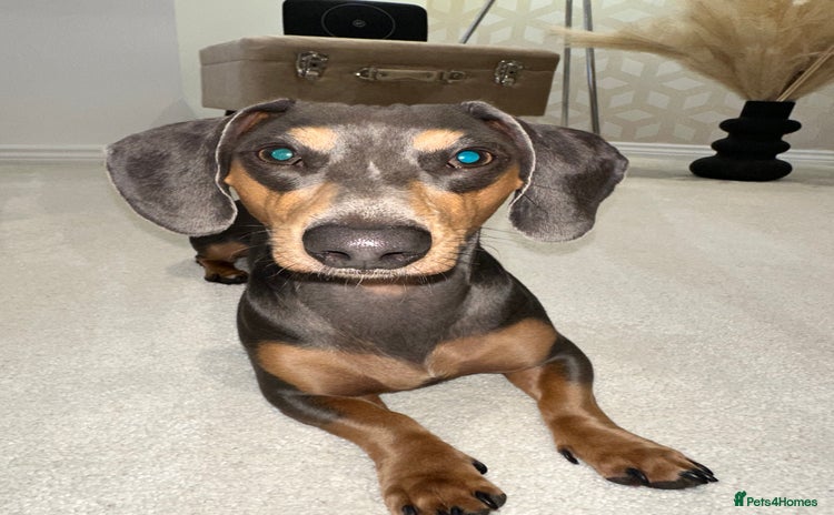 Miniature Dachshund dogs - Advert 5