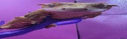 Gecko reptiles for sale: stunning crested gecko - Advert 6