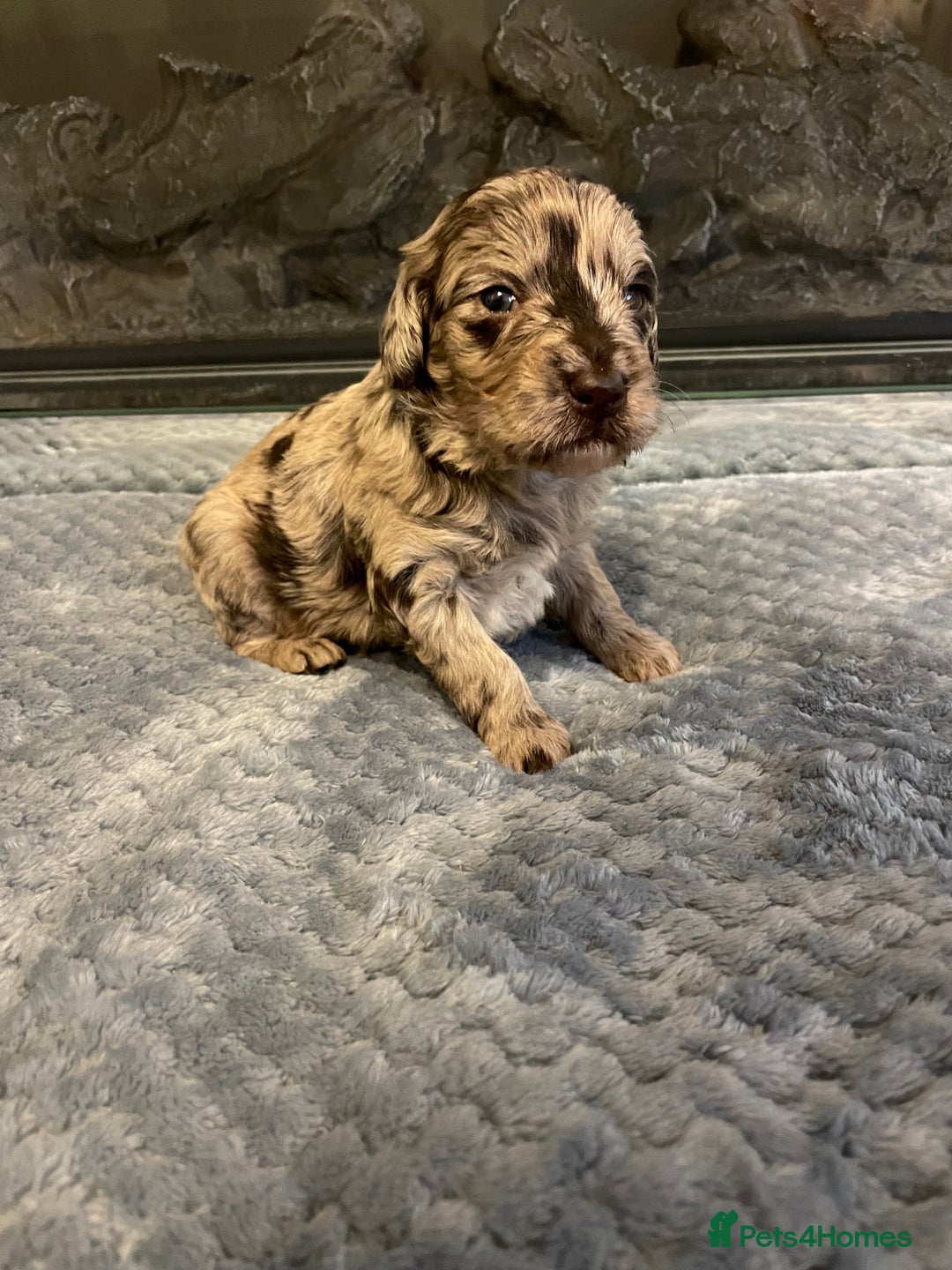 Cockapoo dogs for sale: 5 ⭐️ Cockapoo Puppies for 5 ⭐️ homes only - Image 27