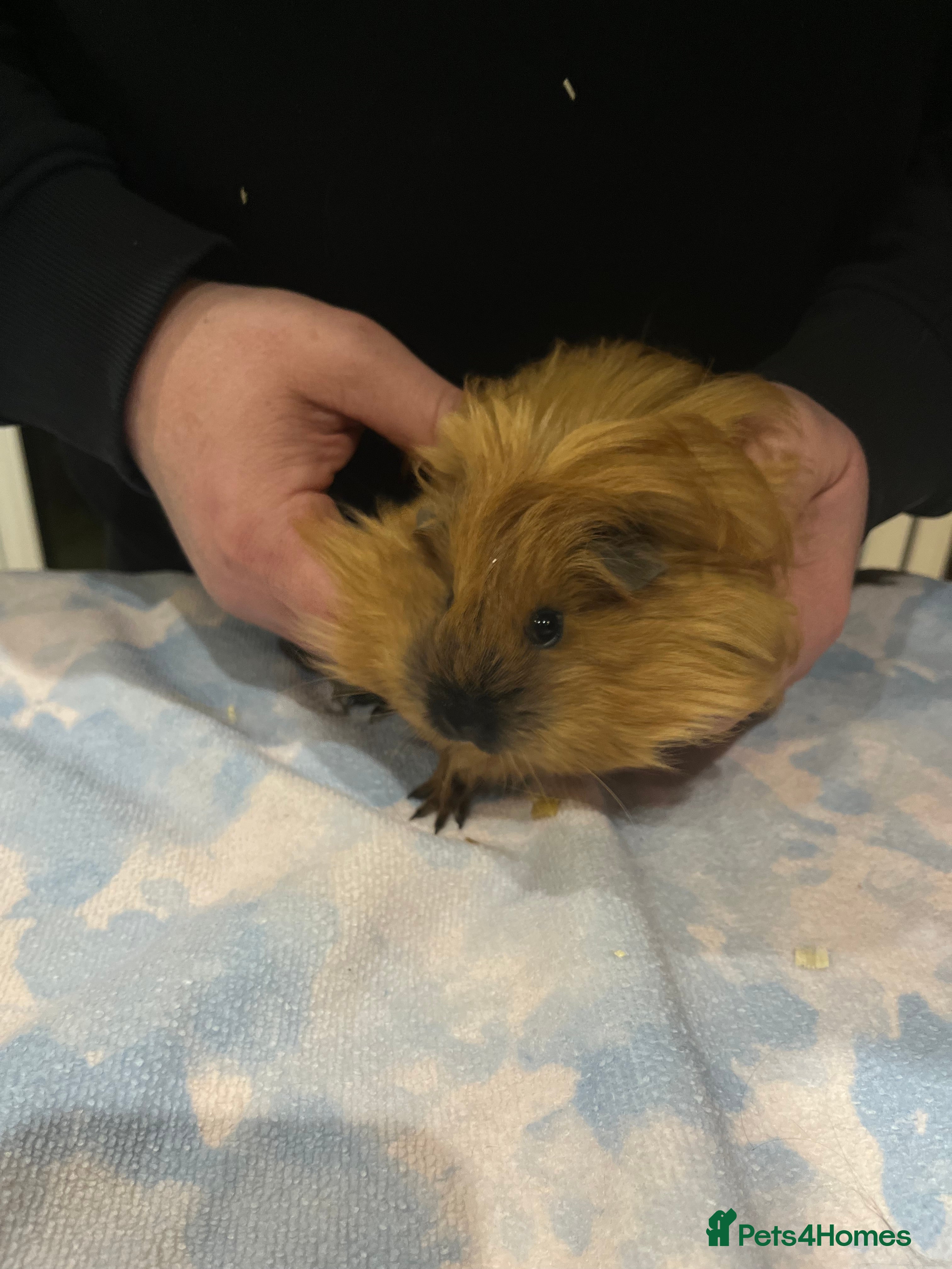 Guinea Pig rodents Pure bred sheltie Guinea pigs - Advert 11
