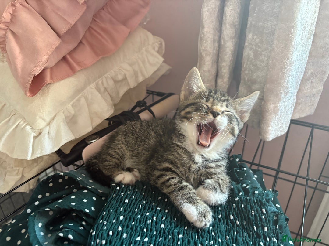 Domestic Shorthair cats for sale: Tabby kittens for sale  - Image 3