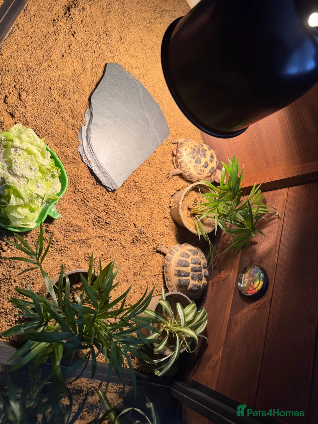 Tortoise reptiles for sale: 2 Horsefield Tortoises with set up and equipment  - Advert 2