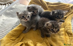 Ragdoll cats for sale: Ragdoll x bengal - Image 4