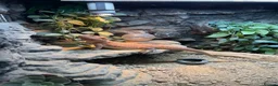 Bearded Dragon reptiles for sale: bearded dragon with all accessories  - Advert 5