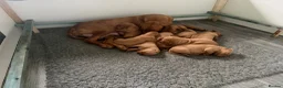 Hungarian Vizsla dogs for sale: Beautiful Hungarian Vizsla puppiesg vs in Richmond - Advert 5
