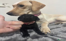 Labrador Retriever dogs for sale: Beautiful Black Labrador  - Image 6