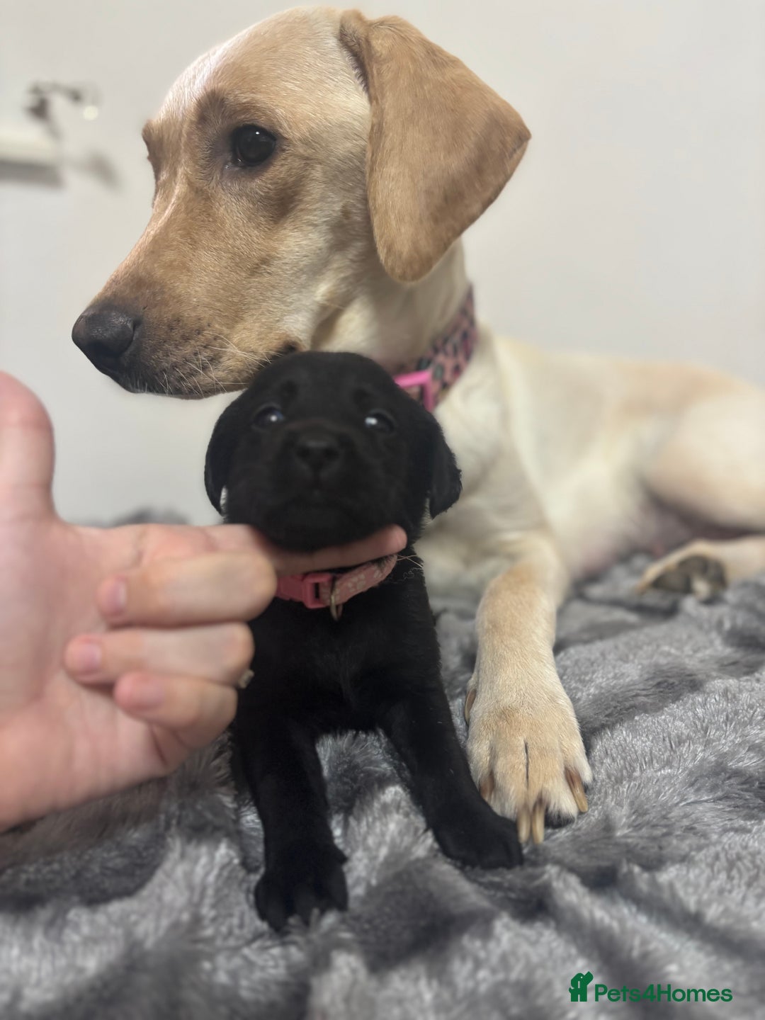 Labrador Retriever dogs for sale: Beautiful Black Labrador  - Image 6