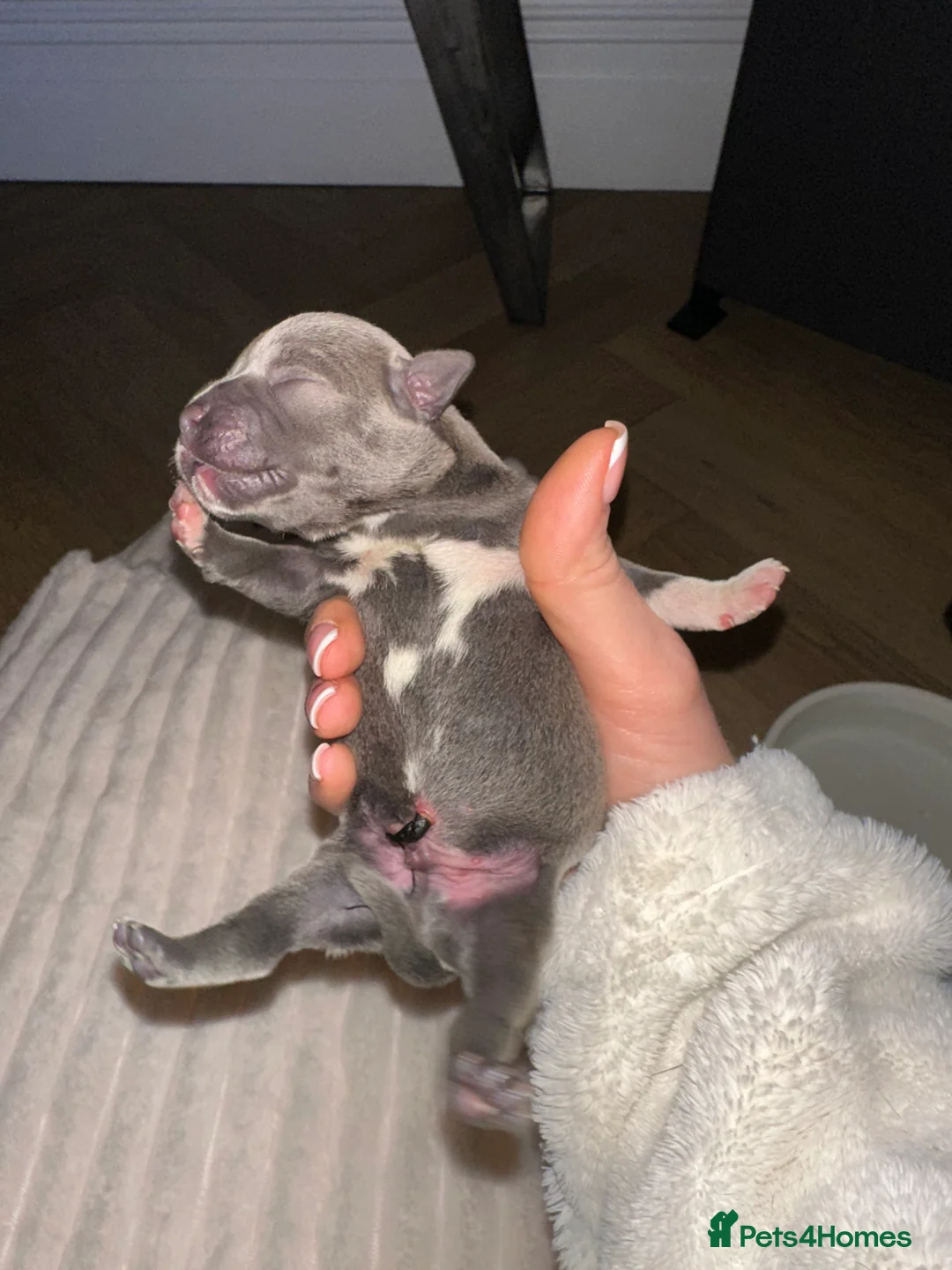 Staffordshire Bull Terrier dogs for sale: Staffordshire Bull Terrier Pups for Sale 🩶 - Advert 16