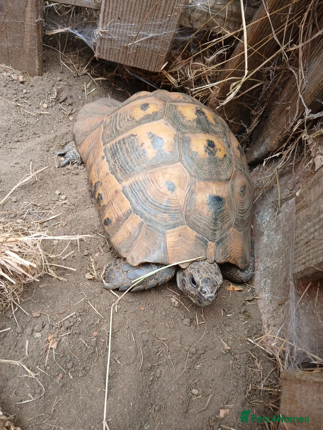 Hermann Tortoise reptiles for sale: Hermann's tortoise 🐢 mature male in Wellingborough - Advert 7