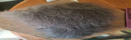 Guinea Pig rodents for sale: Swiss guinea pigs - Advert 3