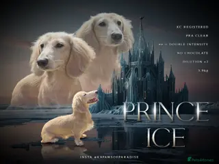 Miniature Dachshund dogs PROVEN CLEAR CREAM STUD BOY ❄️PRINCE ICE❄️ - Advert 16
