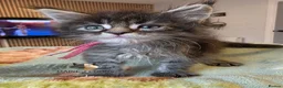 Maine Coon cats for sale: Maine coon kittens - Advert 11