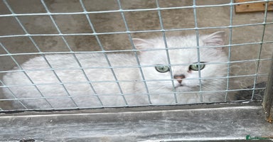 British Shorthair cats - Advert 8