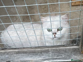 British Shorthair cats - Advert 3