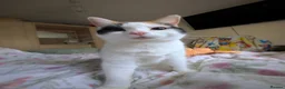 Mixed Breed cats for sale: 8yr old female cat (Special home required) - Advert 2