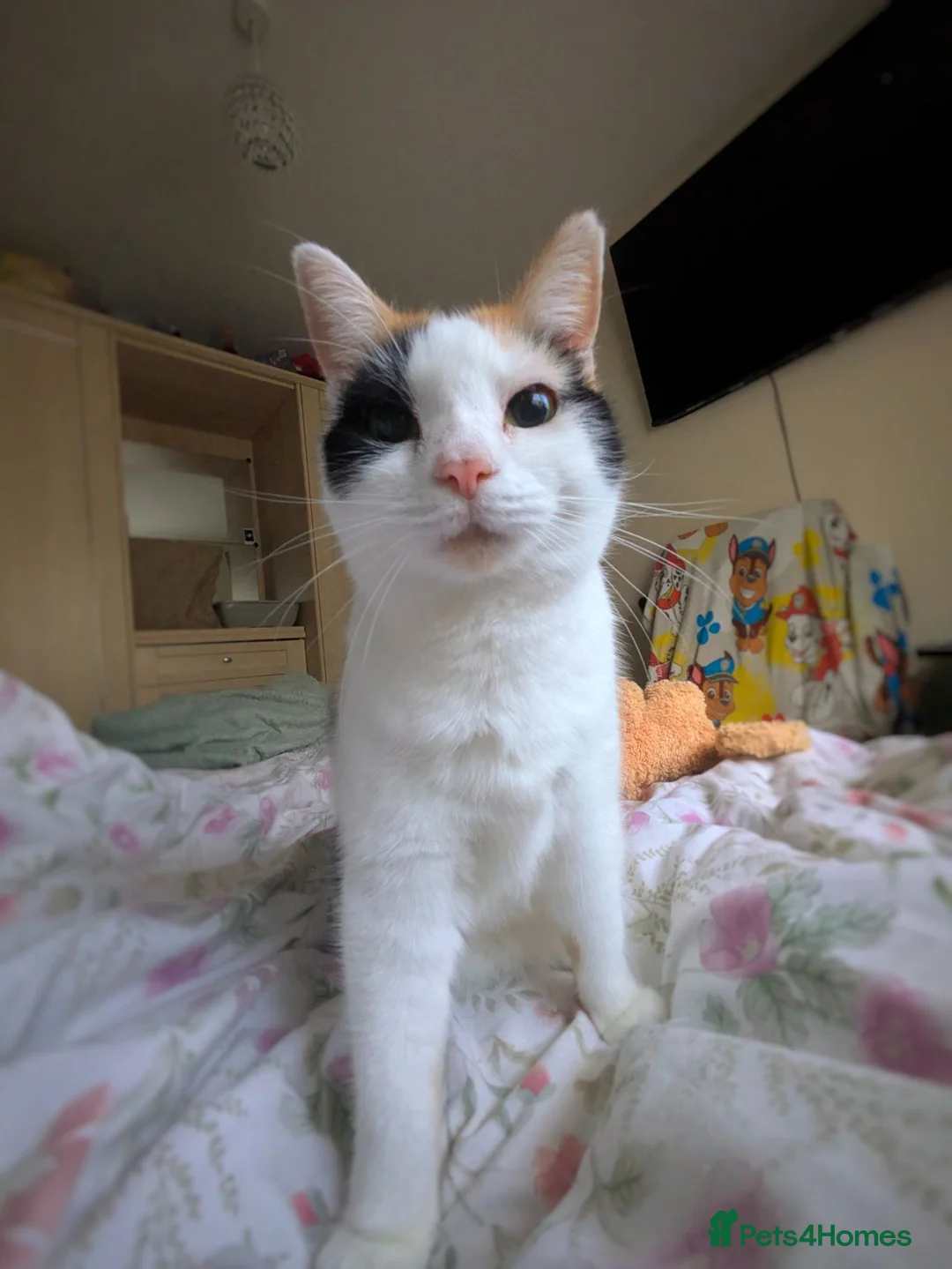 Mixed Breed cats for sale: 8yr old female cat (Special home required) - Advert 2