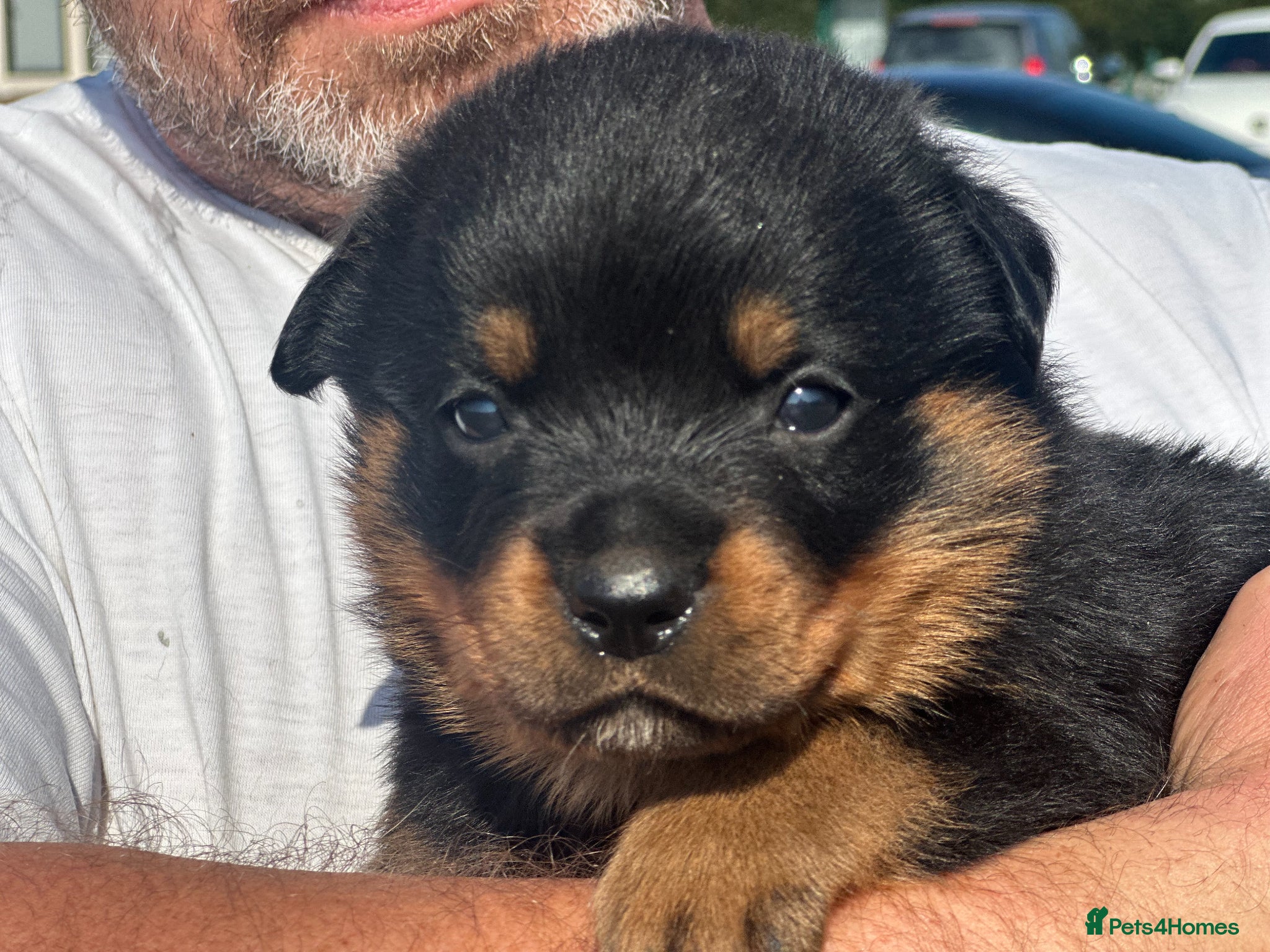 Rottweiler dogs KC registered rottweiler puppies - Advert 11