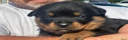 Rottweiler dogs for sale: KC registered rottweiler puppies - Advert 5