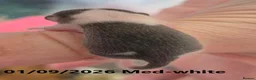 Mouse rodents for sale: 🐿️ Micro squirrels, African Pygmy dormouse - Advert 2