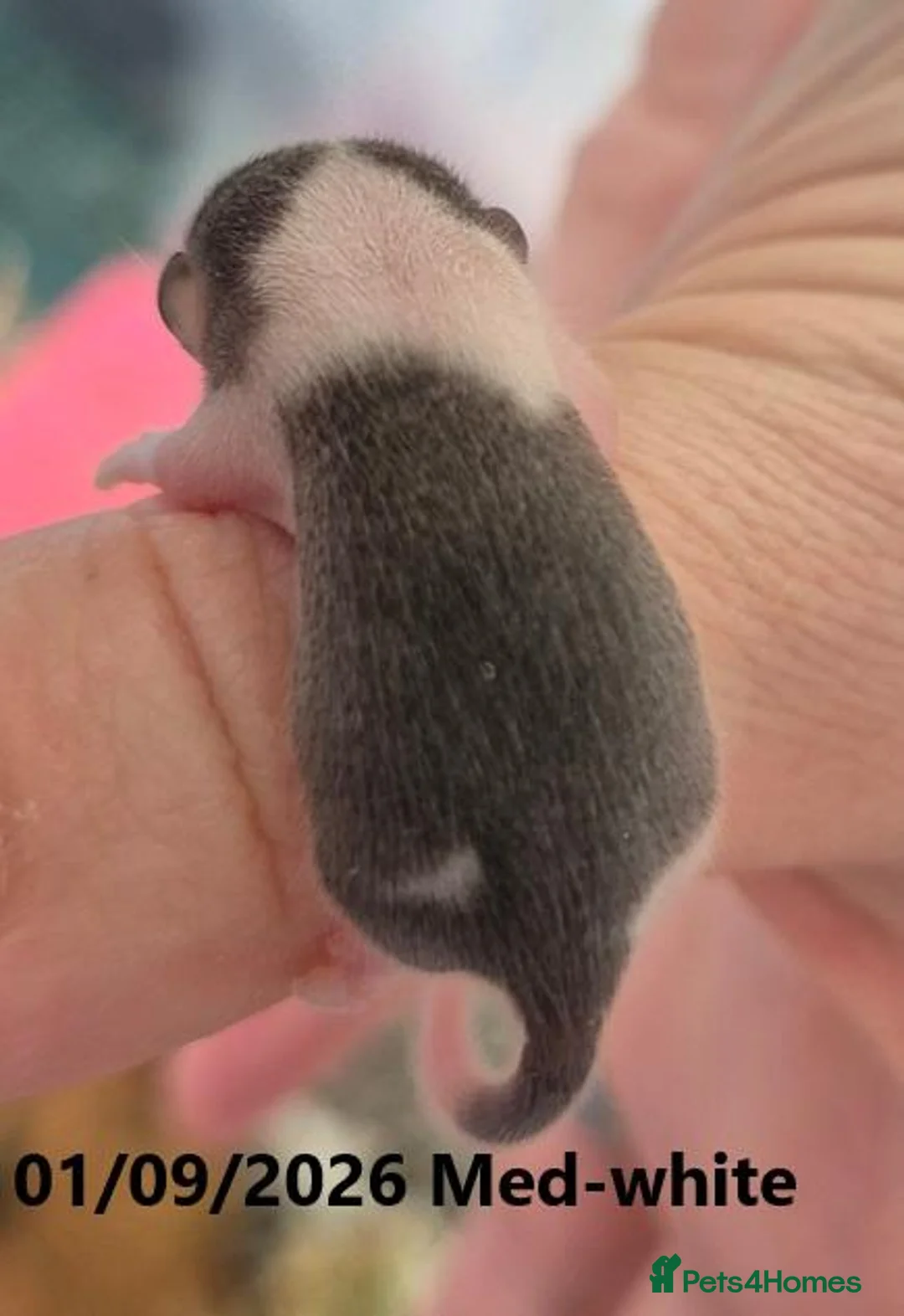 Mouse rodents for sale: 🐿️ Micro squirrels, African Pygmy dormouse - Advert 2