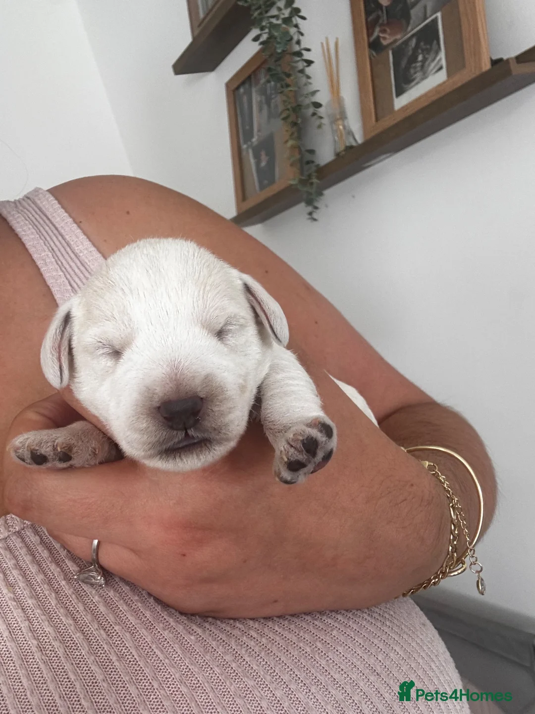 Mixed Breed dogs for sale: Cockapoo x Jackapoo MALE LEFT - Advert 1