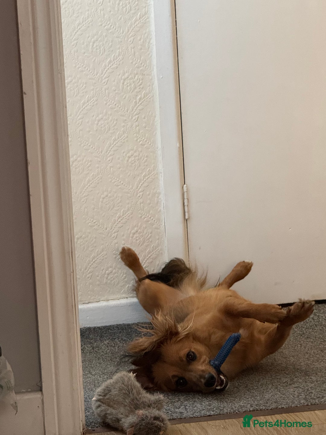 Mixed Breed dogs for stud: Long hair dachshund x for stud - Advert 5