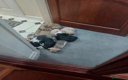 Mixed Breed dogs for sale: Ready to collect  - Advert 23