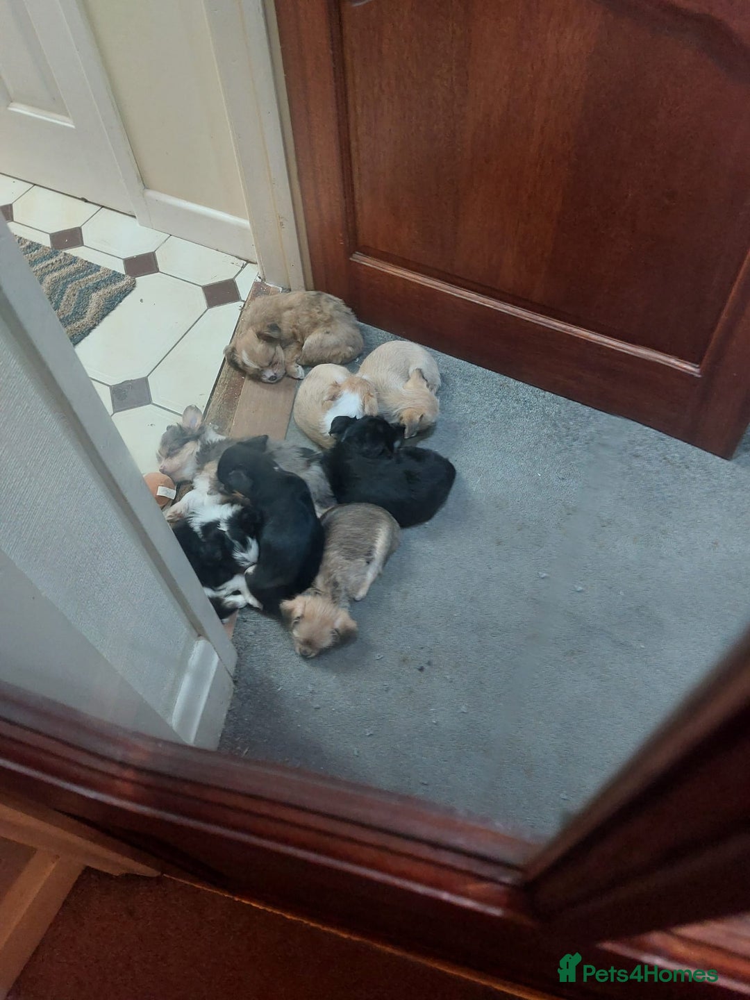 Mixed Breed dogs for sale: Ready to collect  - Advert 23