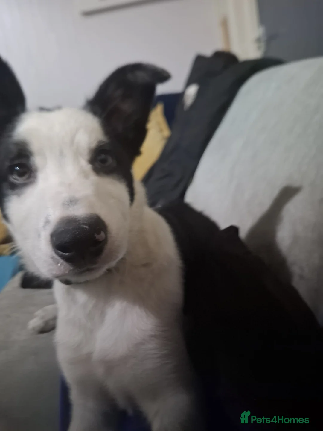 Border Collie dogs for sale: Maxi the puppy  in Ferndale - Advert 1