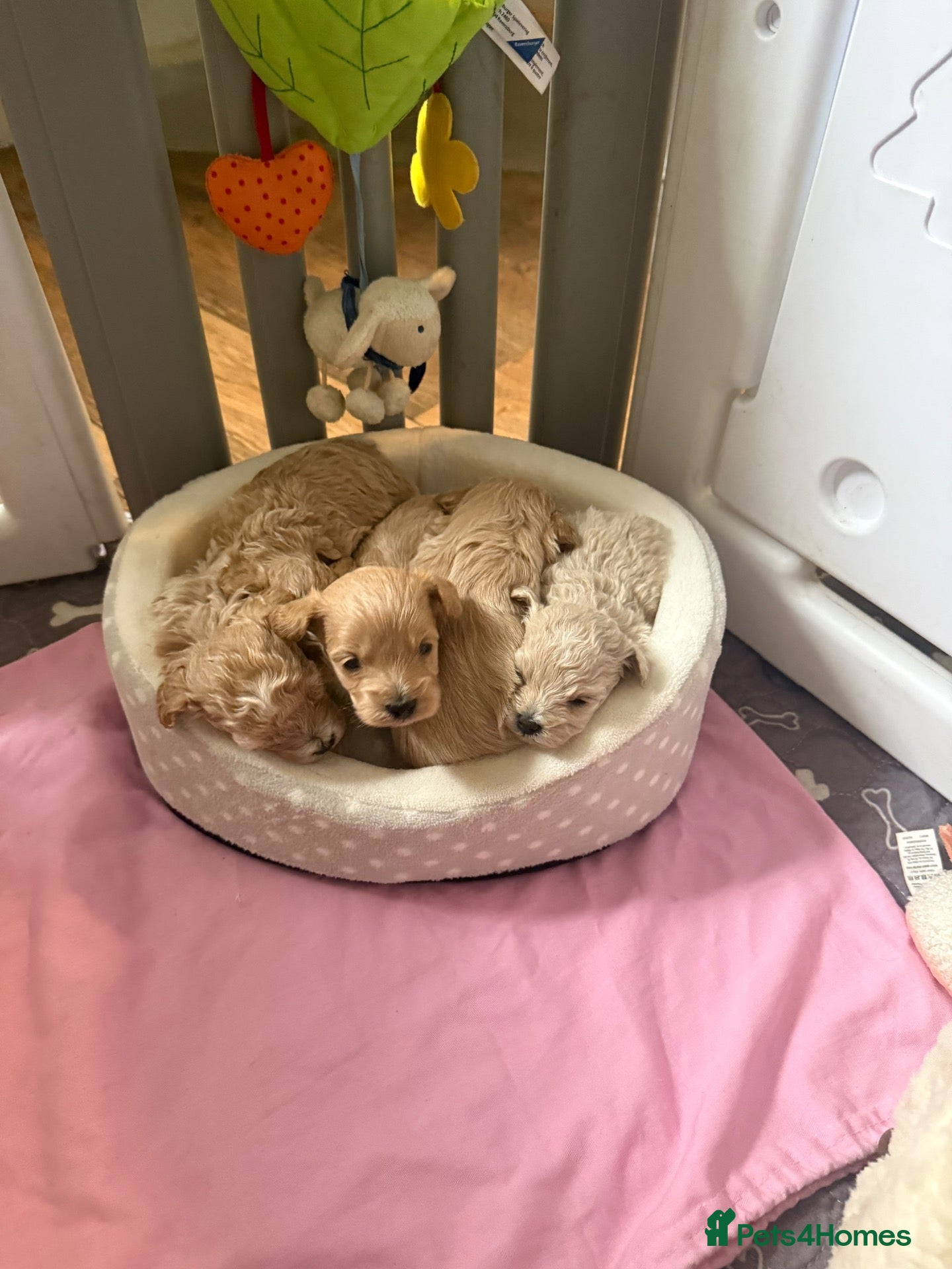 Maltipoo dogs Tiny miracle maltipoo  - Advert 15