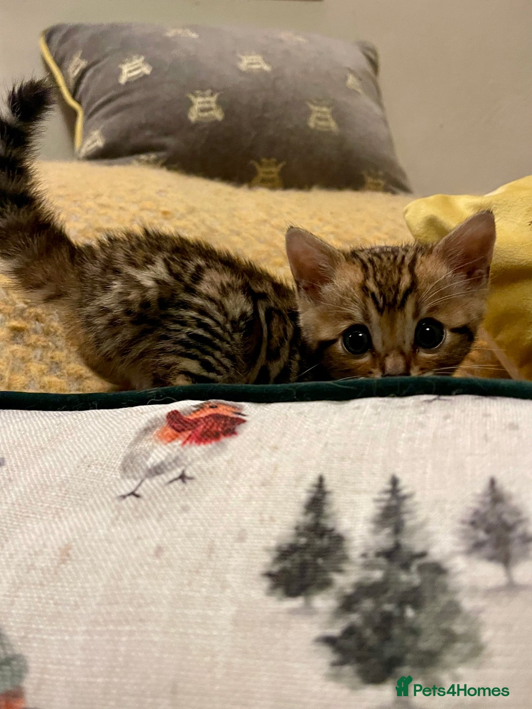 Bengal cats for sale: Registered Vaccinated Quality Bengal Kittens  - Advert 8